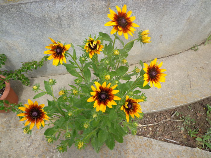 035 - Flori de gradina