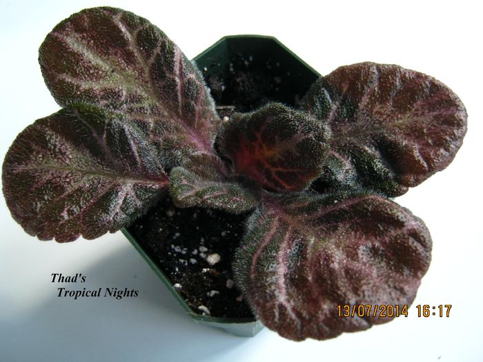 Thads Tropical Nights - Episcia_T