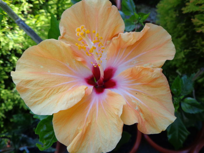 007 - Hibiscus 2014