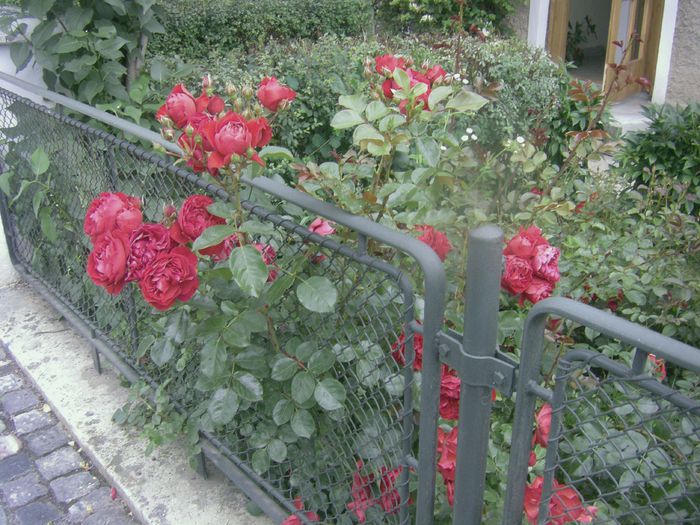 florentina, an 2; Florare cu aspect nostalgic, rezista infinit mai bine decat cele ale englezestilor.
 Practic, petalele nu cad,  floarea ramane  si se usuca pe tija, mumificata, pana o tai.
