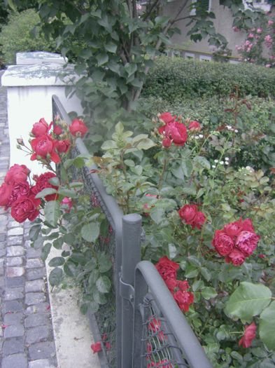 IMGP3026 - trandafiri brasov2014