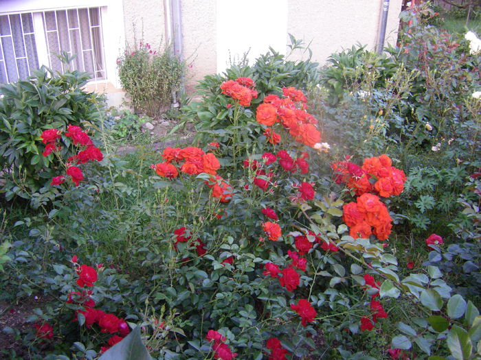 olympic fire - trandafiri brasov2014