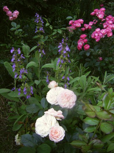 pastella, 1 an; Pastella m-a uimit cu cea mai longeviva inflorescenta din cate am vazut - florile se decoloreaza treptat,  devin albe si raman asa (pana ma plicitsesc de ele si  le tai) 2 saptamani garantat.
