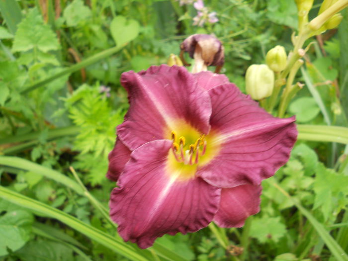 DSCN3581 - Hemerocallis 2014