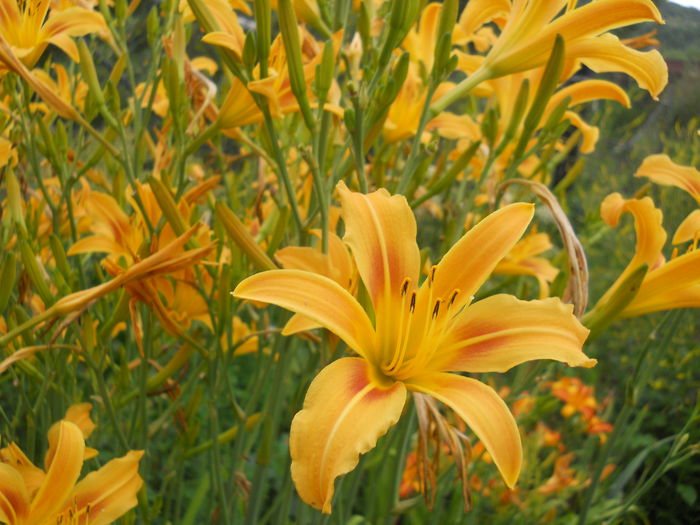 DSCN3582 - Hemerocallis 2014