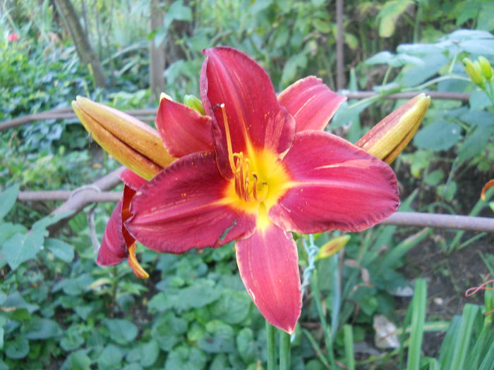 DSCN3592 - Hemerocallis 2014