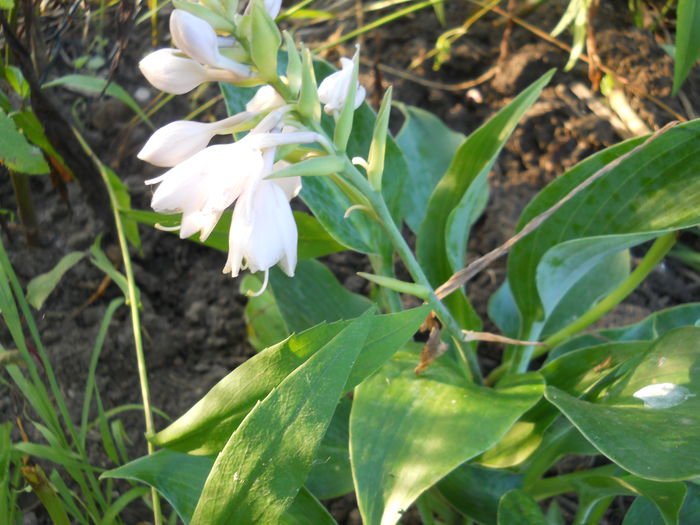 Hosta - Flori din gradina  2014