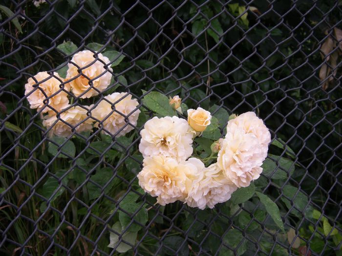 buff beauty - trandafiri brasov2014