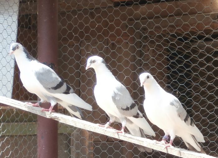 Dati in Medias la Ovidiu - D- Porumbei JUCATORI DE GALATI VANDUTI Album 2