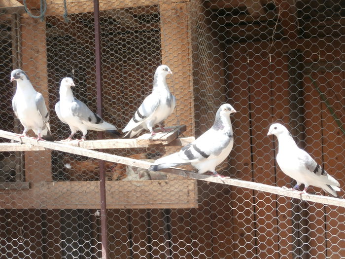 Dati in Medias la Ovidiu - D- Porumbei JUCATORI DE GALATI VANDUTI Album 2