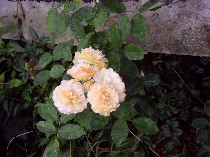 IMGP3072 - trandafiri brasov2014