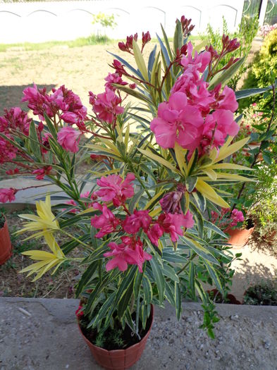 075 - SPLENDES FOLIES VARIEGATA