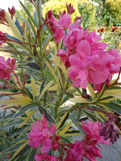 078 - SPLENDES FOLIES VARIEGATA