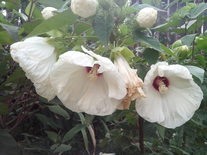 old hella-galbui - hibiscusi de gradina