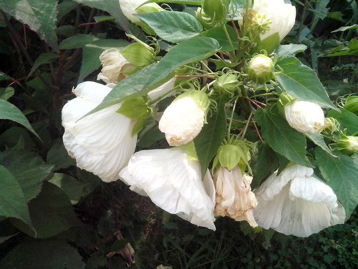 new folder 2 1258 - hibiscusi de gradina