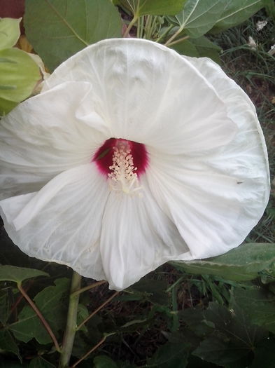 new folder 2 1259 - hibiscusi de gradina