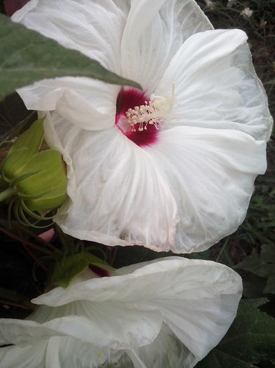 new folder 2 1261 - hibiscusi de gradina