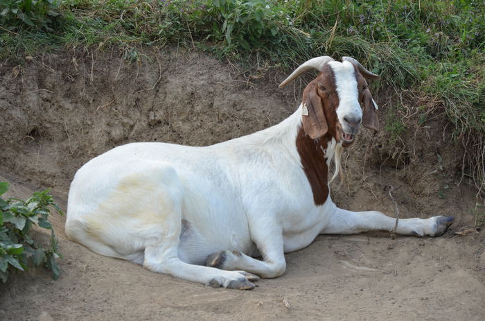 capra boer 4 ani - capre boer