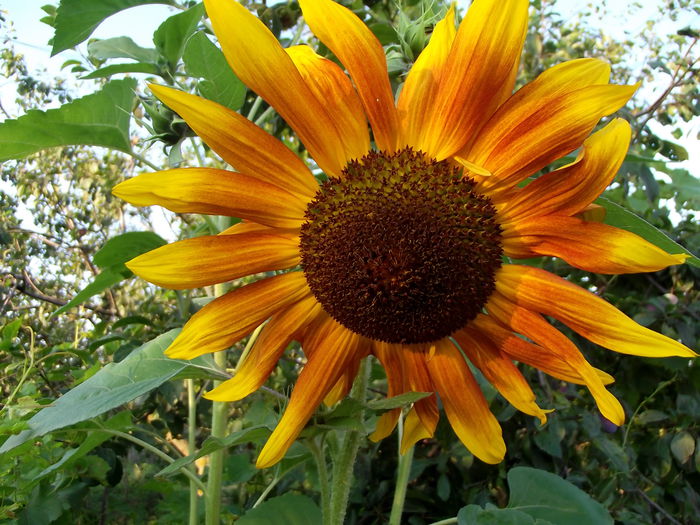 floarea soarelui 10