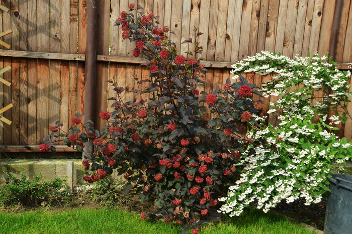 Physocarpus opulifolius 'Diabolo' - II - Summer 2014