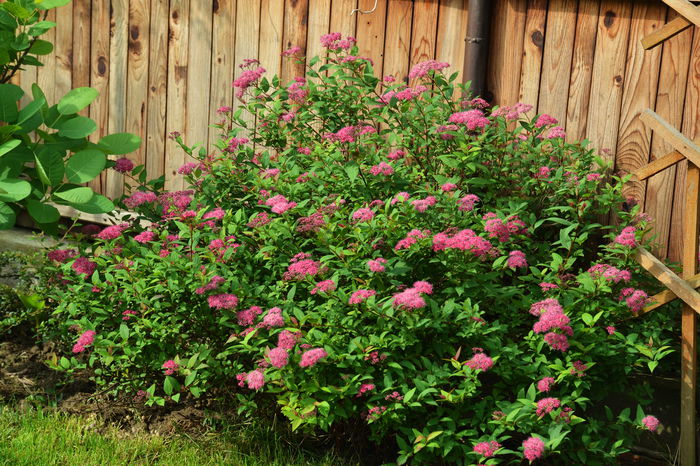 Spiraea japonica 'Little Princess' - II - Summer 2014