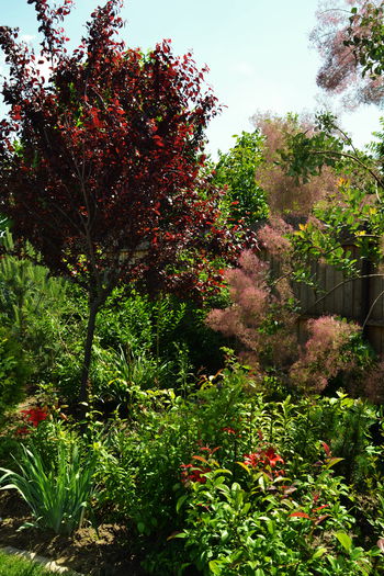 DSC_0186 - II - Summer 2014
