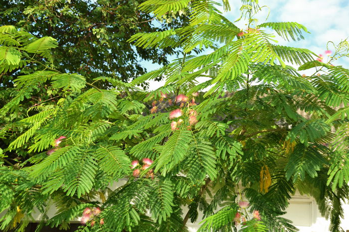 Albizia - II - Summer 2014