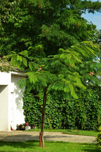 Albizia - II - Summer 2014