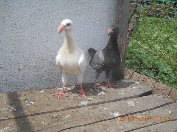 germani de frumusete