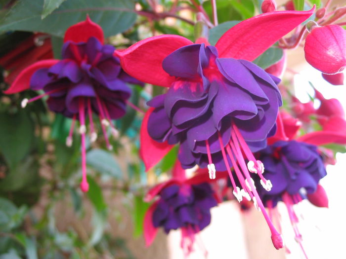 102_0245 - Fuchsia