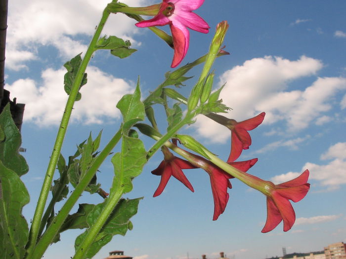 102_0230 - Nicotiana