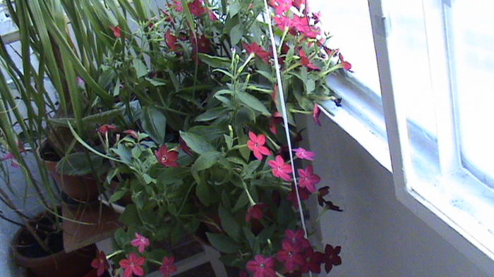 DSC00015 - Nicotiana