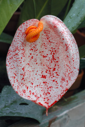 Anthurium_scherzerianum - Varietati de Anthurium pe care mi le doresc