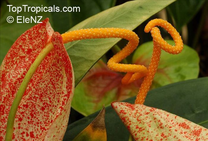 Anthurium_sp20072518el