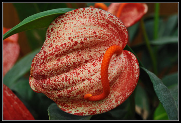 anthurium-flower-9 - Varietati de Anthurium pe care mi le doresc