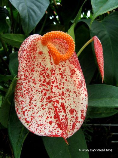 bdc19f - Varietati de Anthurium pe care mi le doresc