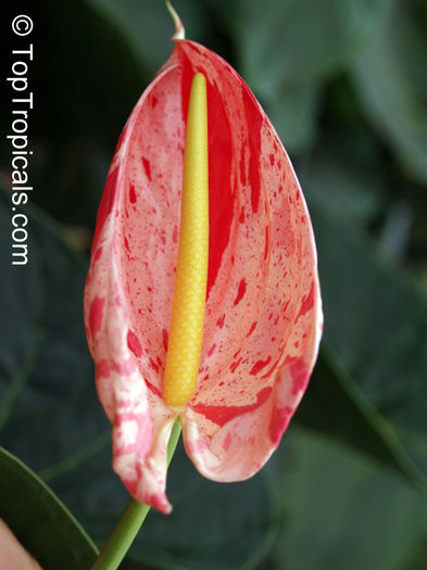 P4220292 - Varietati de Anthurium pe care mi le doresc