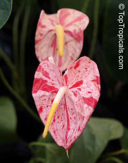 P4220306 - Varietati de Anthurium pe care mi le doresc