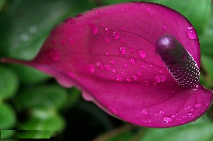 purple-anthurium-flower - Varietati de Anthurium pe care mi le doresc
