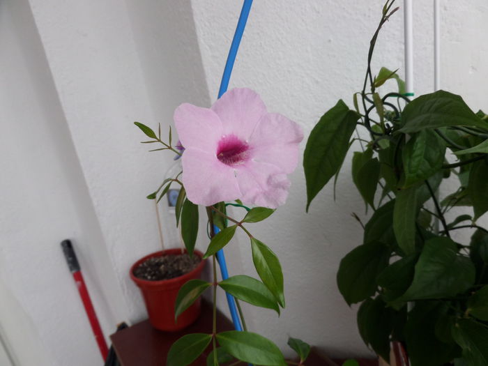 Pandorea Jasminoides - Alte flori din balconul meu