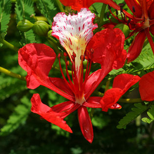 Delonix-regia-2