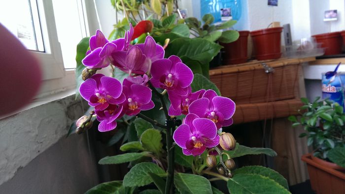 IMAG0003 - Phalenopsis