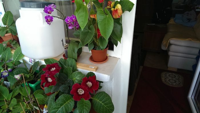 IMAG0188 - Alte flori din balconul meu