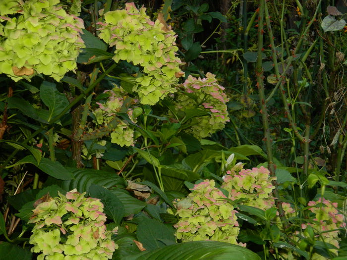 DSCN0182 - AUGUST_2014