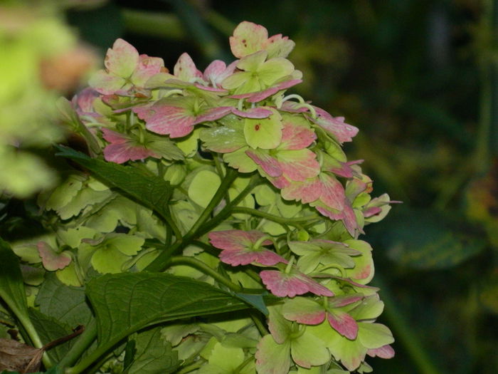 DSCN0183 - AUGUST_2014