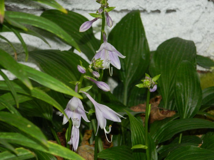 DSCN0194 - AUGUST_2014