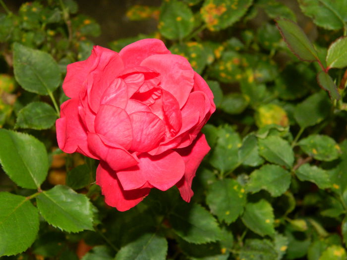 DSCN0197 - AUGUST_2014