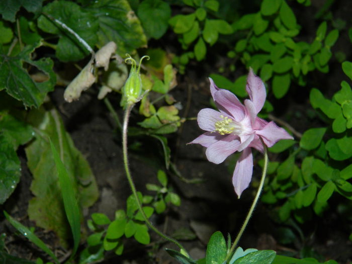 DSCN0201 - AUGUST_2014