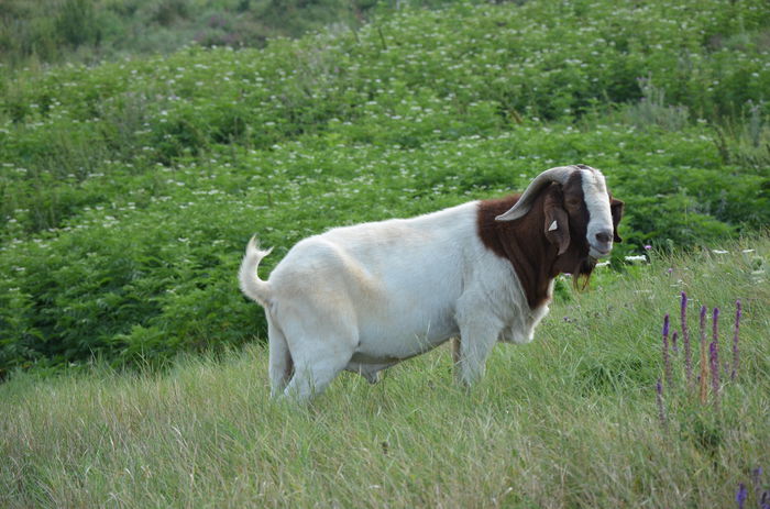 tap boer - capre boer