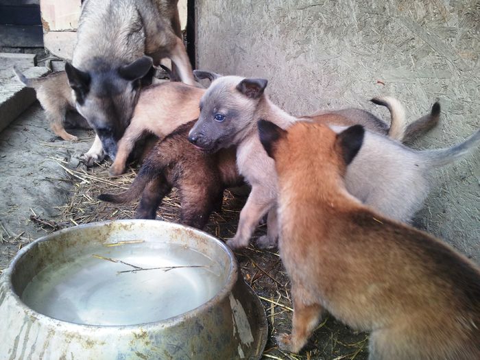 20140806_173540 - Ciobanesc Belgian Malinois